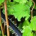 Акумуляторний кущоріз Bosch EasyHedgeCut 18-45 (0600849H02)