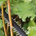 Акумуляторний кущоріз Bosch UniversalHedgeCut 18V-50 (0600849K01) - фото №5