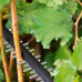 Кусторез Bosch AdvancedHedgeCut 70 (06008C0903) - фото №5